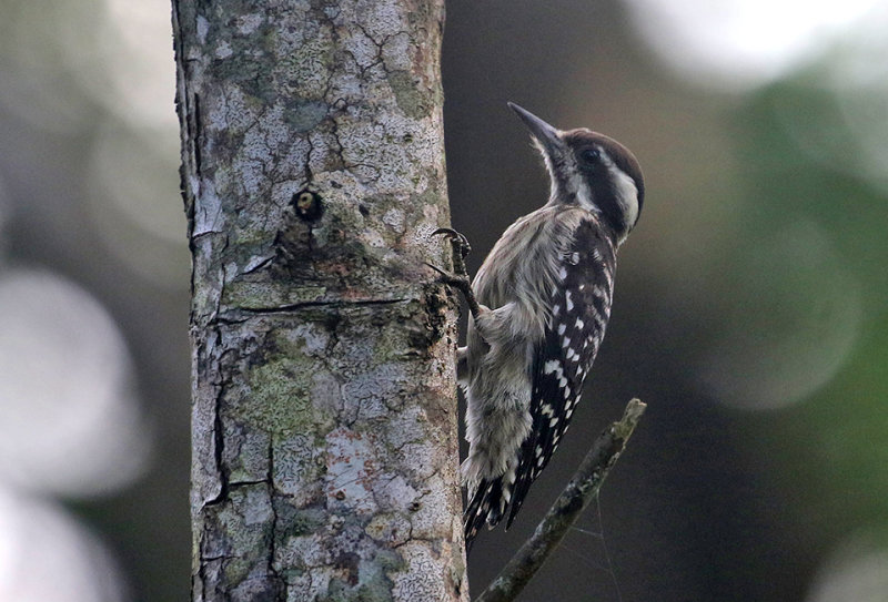 Sunda Woodpecker