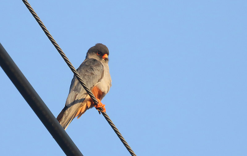 Amur Falcon