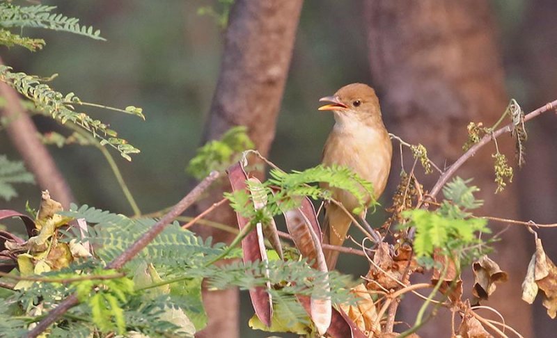 Thick-billed Warbler