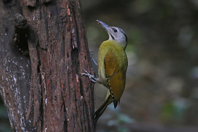 Greay-headed Woodpecker