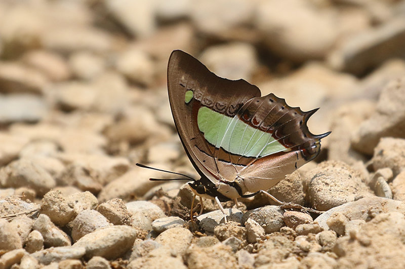 Common Nawab (Polyura athamas athamas)