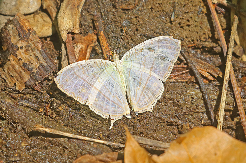 Marbled Map (Cyrestis cocles)