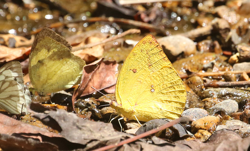 Lemon Emigrant (Catopsilia pomona)