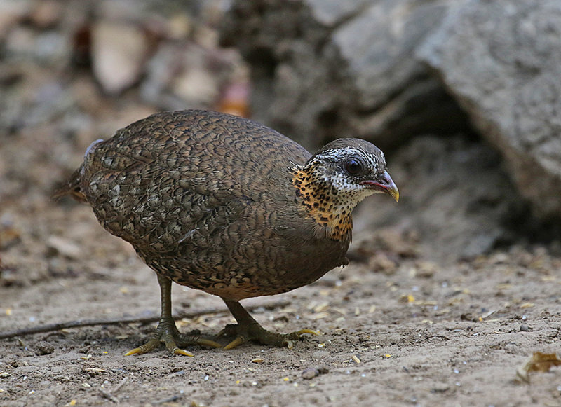 Green-leged Partridge, (scaly-breasted)