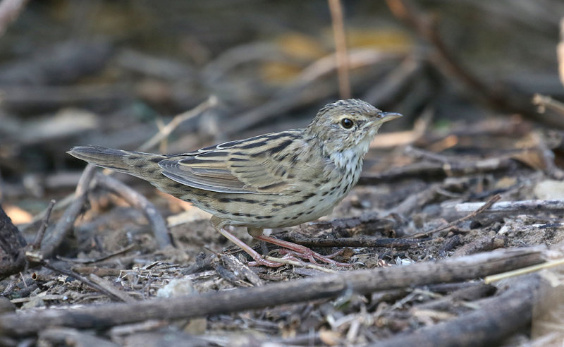 Lanceolated Warbler