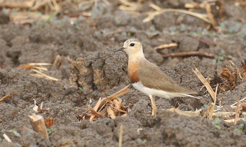 Oriental Plover