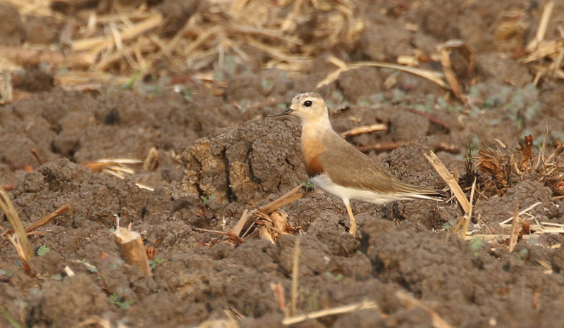 Oriental Plover