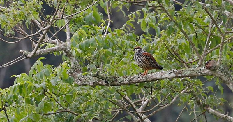 Chinese Francolin