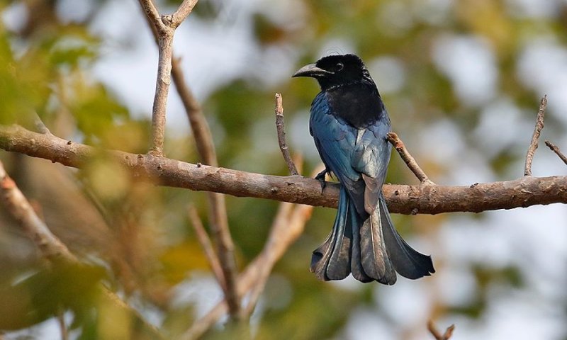 Hair-crested Drongo