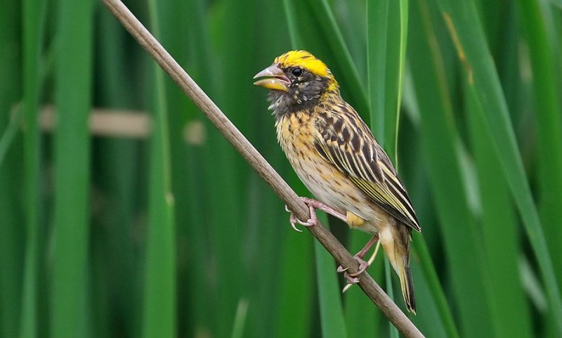 Streaked Weaver