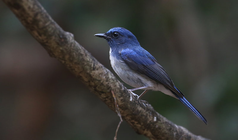 Hainan Blue Flycatcher