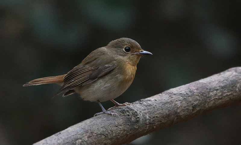 Hainan Blue Flycatcher, fem