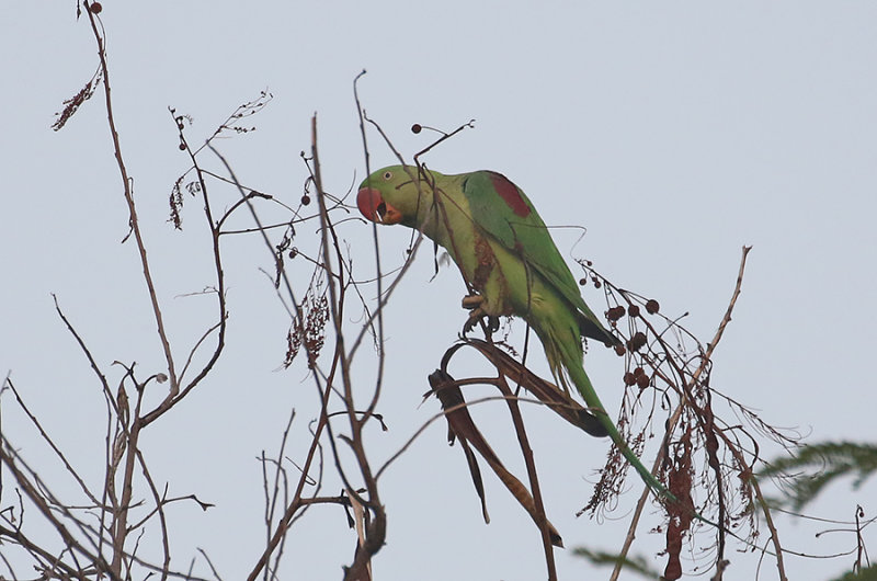 Alexandrine Parakeet