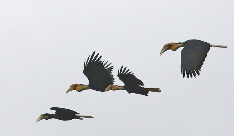 Plain-pouched Hornbill