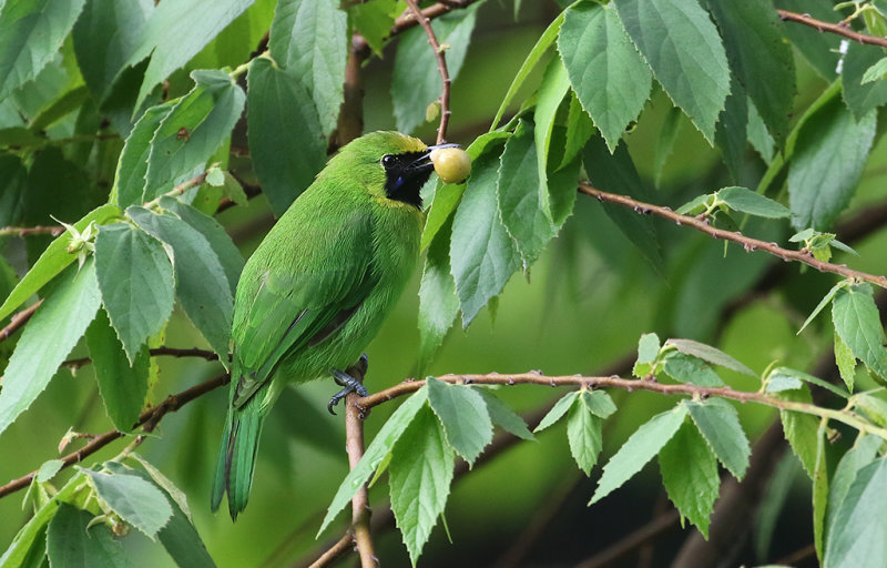 Lesser Leafbird
