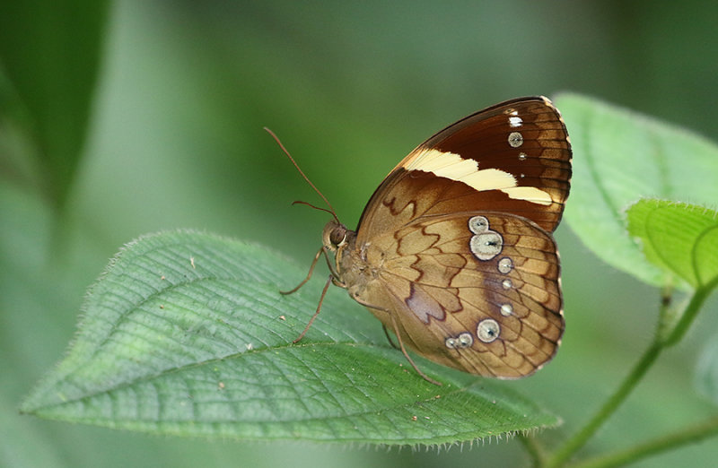 Double-banded Nymph (The Pan)(Xanthotaenia busiris)