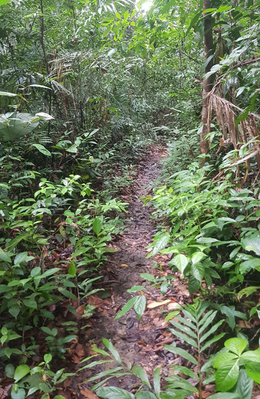 Trail at Khao Bahntad WS, Pattalung