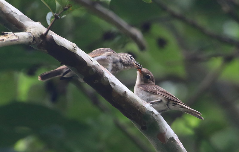 Brown-streaked Flycatcher