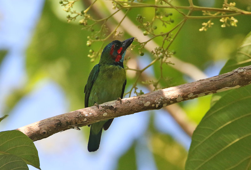 Blue-eared Barbet (Black-eared race)