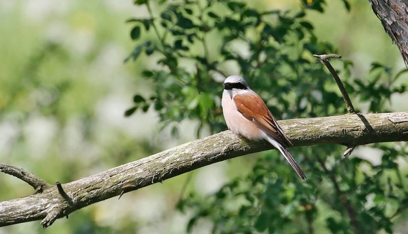 Red-backed Shrike (Trnskata)