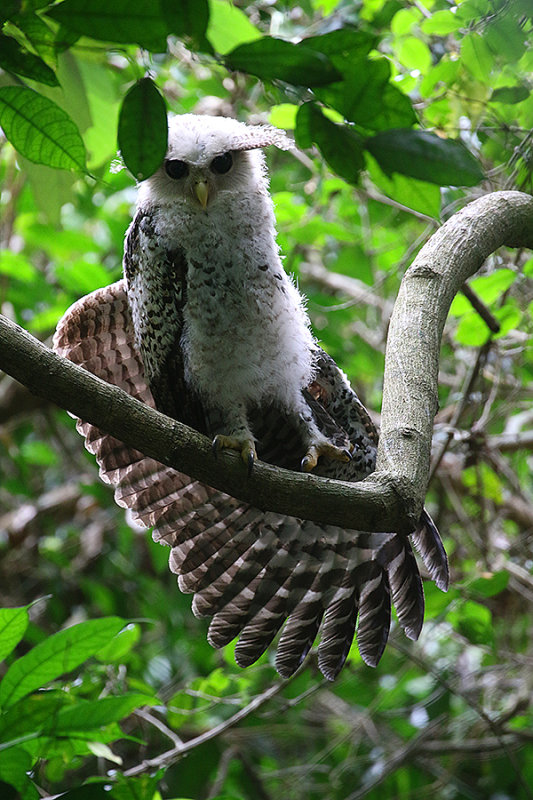Spot-bellied Eagle-Owl