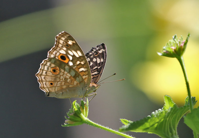 Lemon Pansy, (Junonia lemonias)