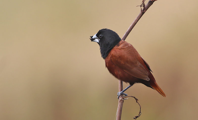 Chestnut Munia