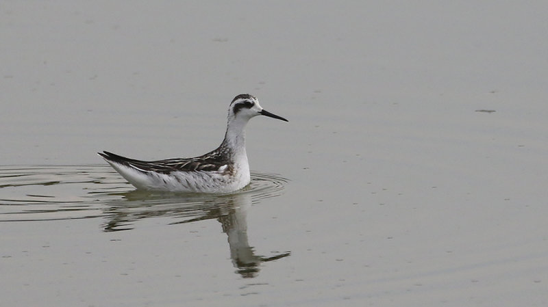 Red-necked Phalarope