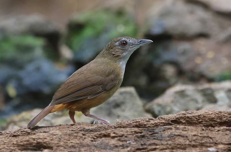 Abbott's Babbler