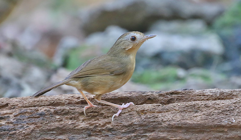 Buff-breasted Babbler