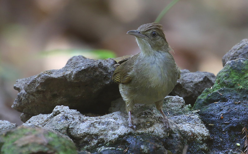 Gray-eyed Bulbul