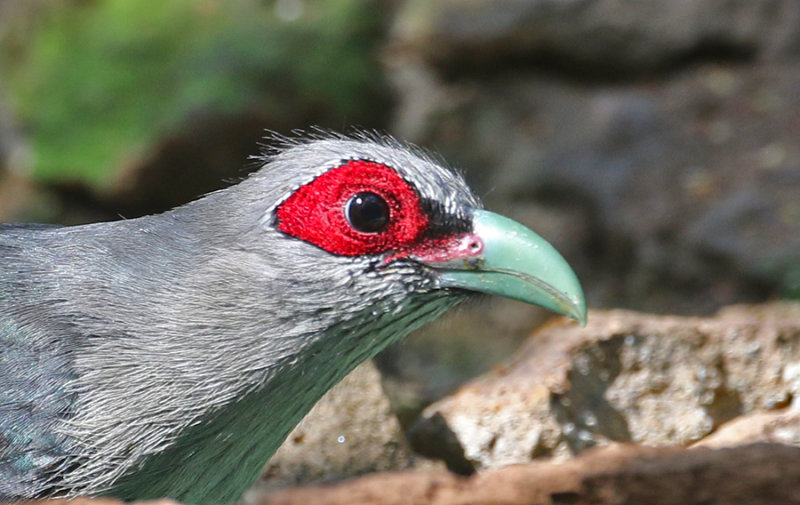 Green-billed Malkoha