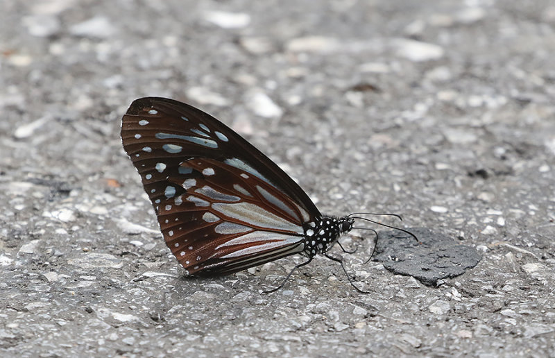 Chestnut Tiger (Parantica melaneus)