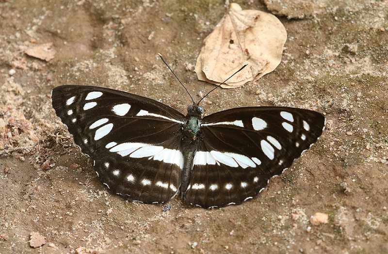 Short-banded Sailor (Neptis columella)