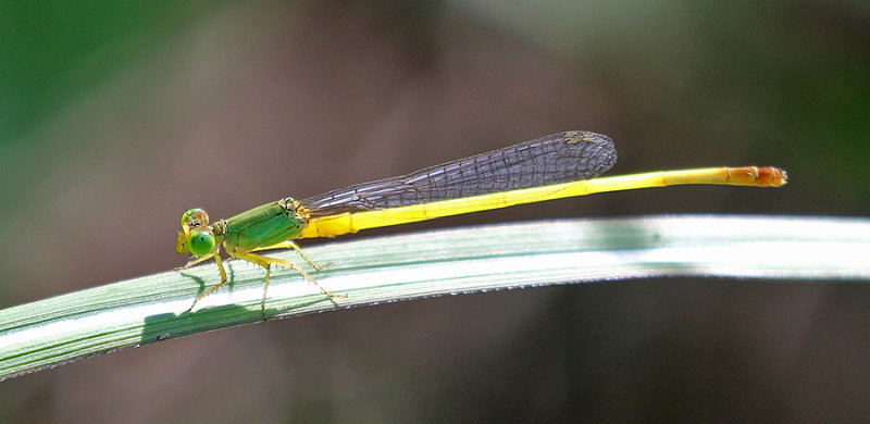 Ceriagrion indochinense 
