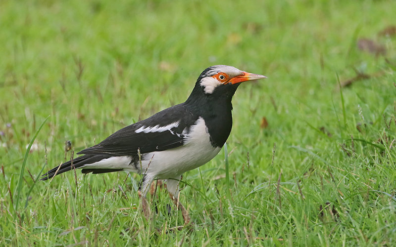 Asian Pied Starling