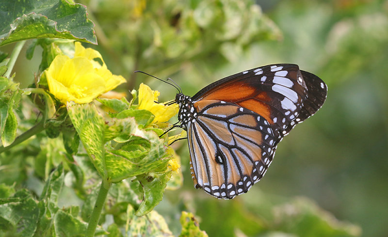 Common Tiger (Danaus genutia)