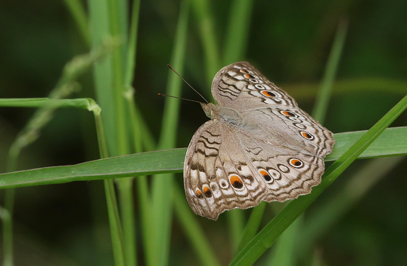 Grey Pansy (Junonia atlites)