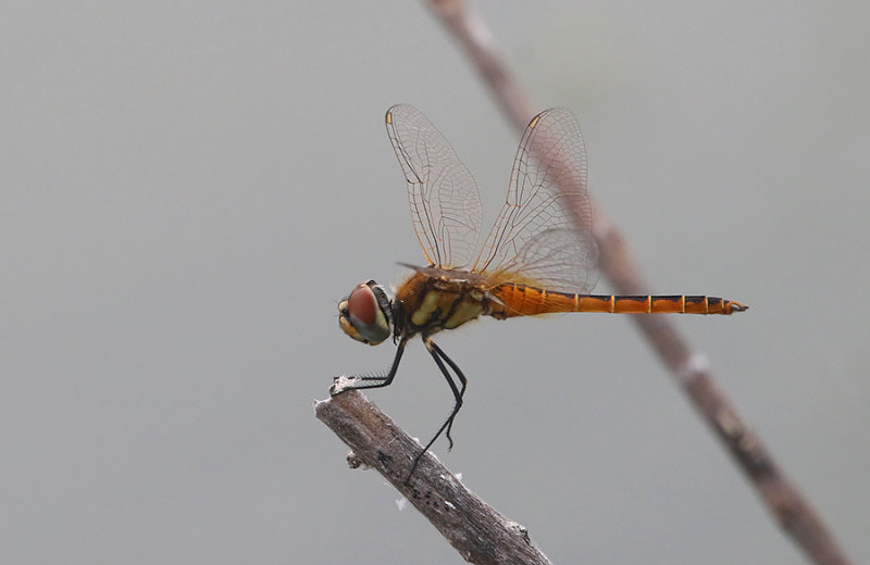 Wandering Pennant (Macrodiplax cora)