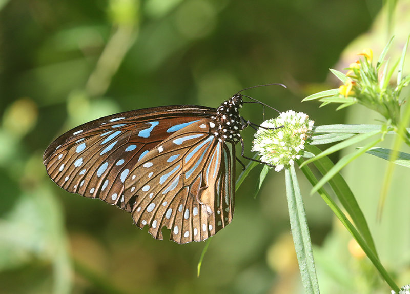 Dark Blue Tiger Butterfly Tirumala septentrionis