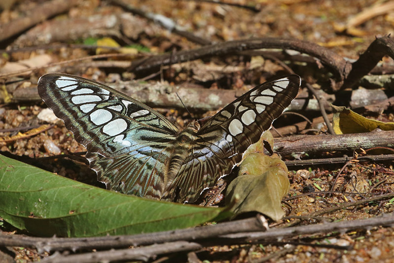 Clipper Parthenos sylvia