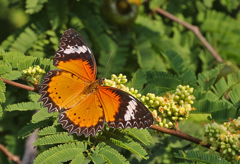 Leopard Lacewing Butterfly Cethosia cyane