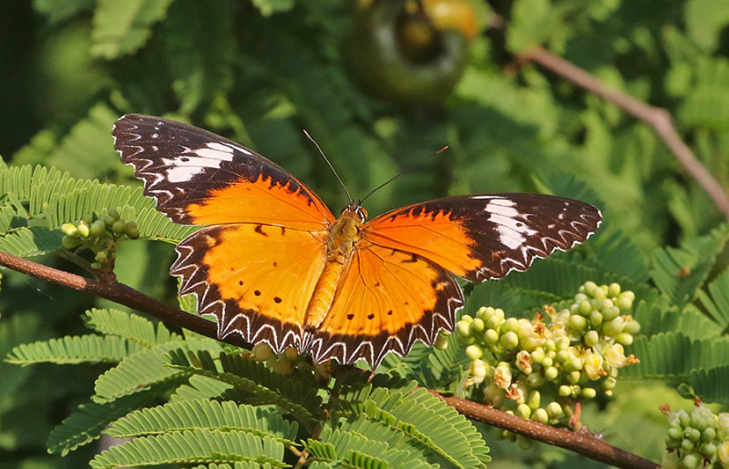 Leopard Lacewing Butterfly Cethosia cyane