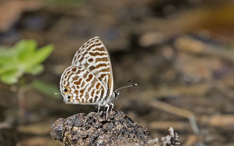 Zebra Blue Leptotes plinius