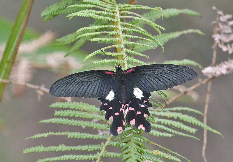 Redbreast Swallowtail Papilio alcmenor