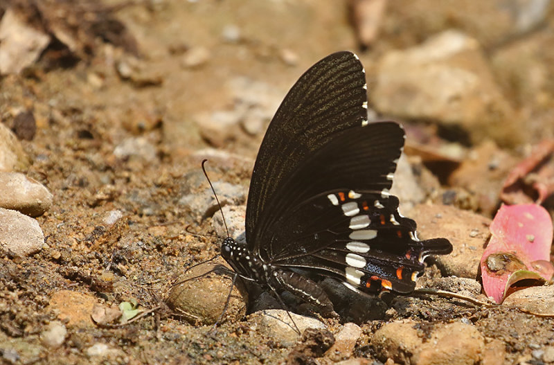 Common Mormon Swallowtail (Papilio polytes)