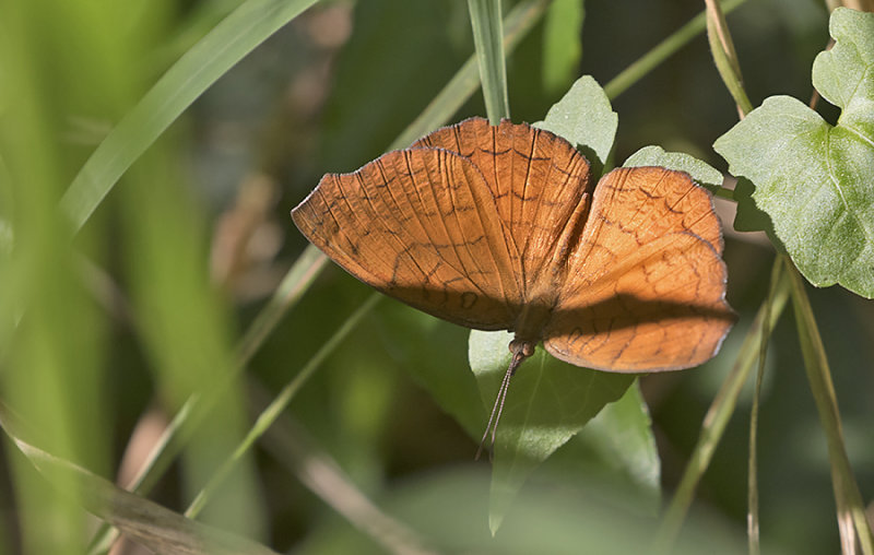 Banded Castor (Ariadne specularia)