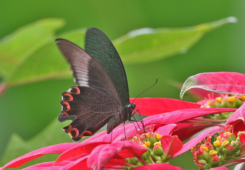 Paris Peacock Swallowtail (Papilio paris)