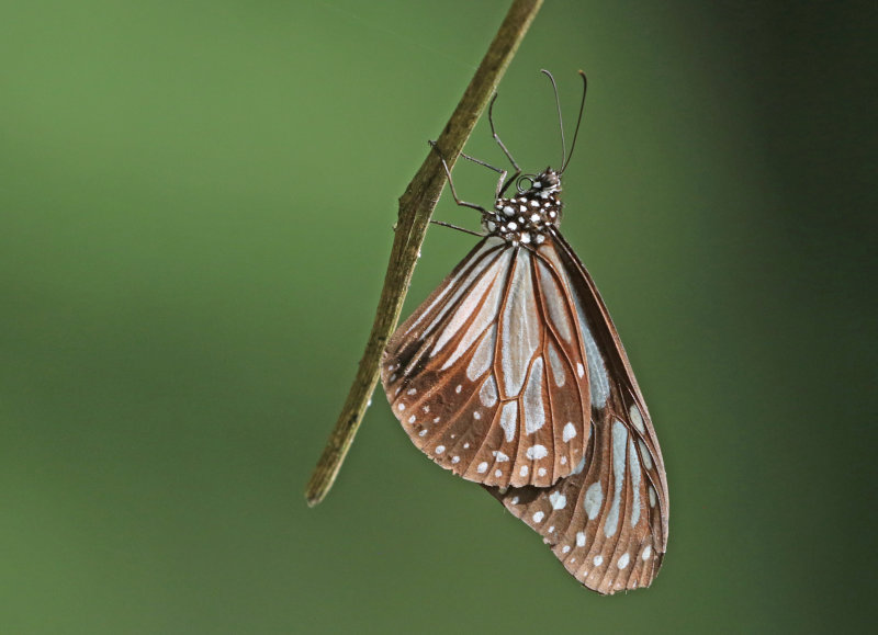 Chestnut Tiger Parantica sita