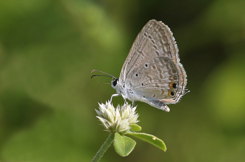 Gram Blue (Euchrysops cnejus)